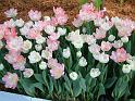 Tulips pink and white
